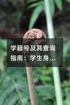 学籍号及其查询指南:学生身份管理的深度解析