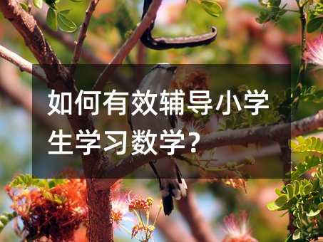 如何有效辅导小学生学习数学?