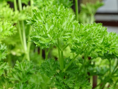 ��������԰����ѩ���������Ӹ�����ػ��ı��޿�