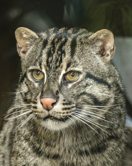 小学数学竞赛答案获取途径有哪些?